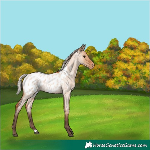 Horse Color:Silver Bay Roan Dun Appaloosa 