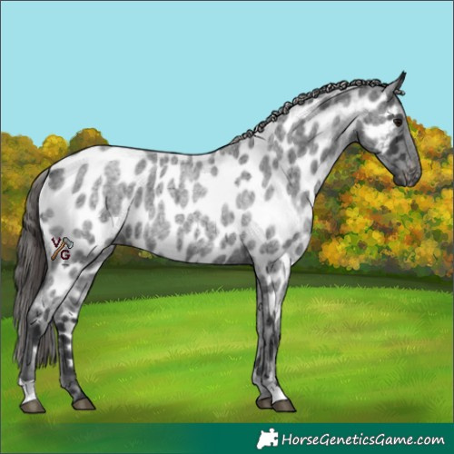 Horse Color:Blue Roan Appaloosa 