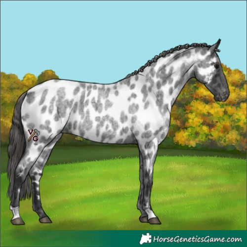 Horse Color:Blue Roan Appaloosa 