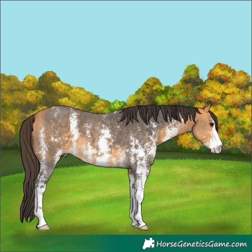 Horse Color:Buckskin Sabino 