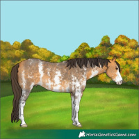 Horse Color:Buckskin Sabino