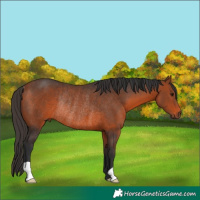 Horse Color:Bay Rabicano 