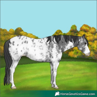 Horse Color:Black Sabino Appaloosa Rabicano