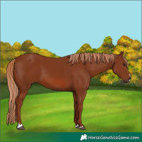 Horse Color:Chestnut 