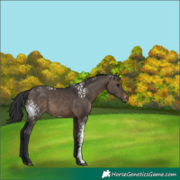 Horse Color:White Spotted Brown Dun Varnish 