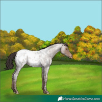 Horse Color:Sable Champagne Ice Roan Appaloosa