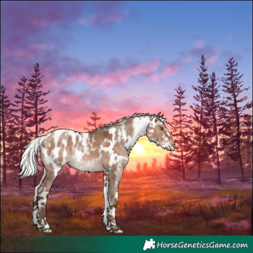 Horse Color:Silver Bay Dun Mushroom Sabino Appaloosa 