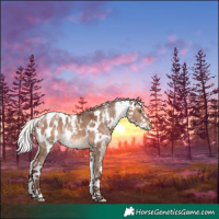 Horse Color:Silver Bay Dun Mushroom Sabino Appaloosa
