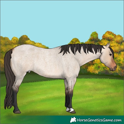 Horse Color:Bay Roan Dun 
