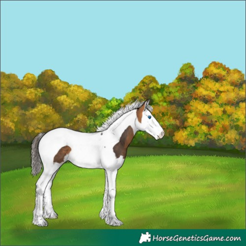 Horse Color:Buckskin Splash Tobiano 