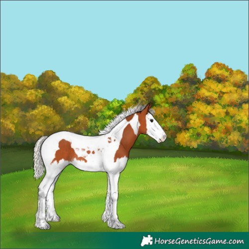Horse Color:Silver Bay Splash Tobiano Rabicano 