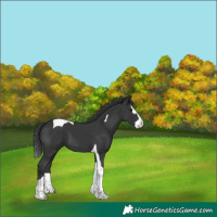 Horse Color:Black Splash Tobiano