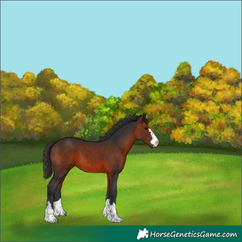Horse Color:Brown 