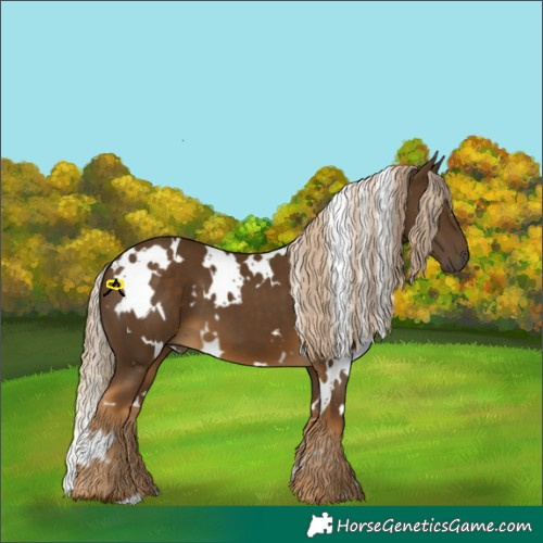 Horse Color:White Spotted Chocolate Palomino 