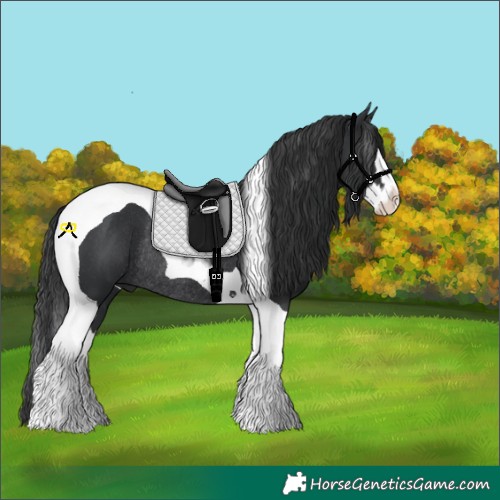 Horse Color:Black Splash Tobiano Rabicano