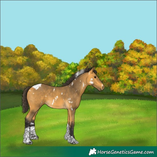 Horse Color:White Spotted Buckskin Tobiano 