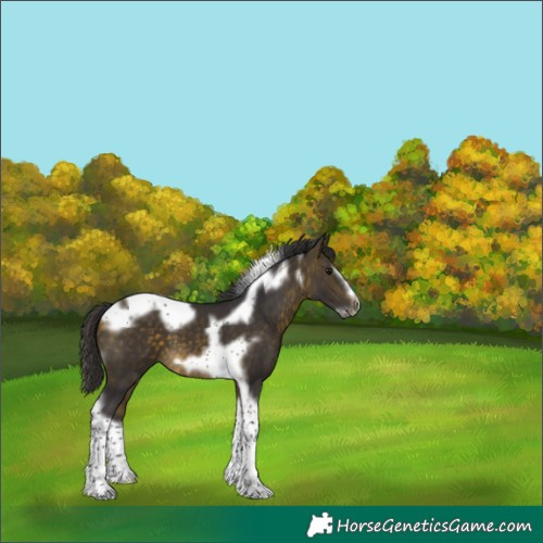 Horse Color:White Spotted Buckskin Tobiano Frame 