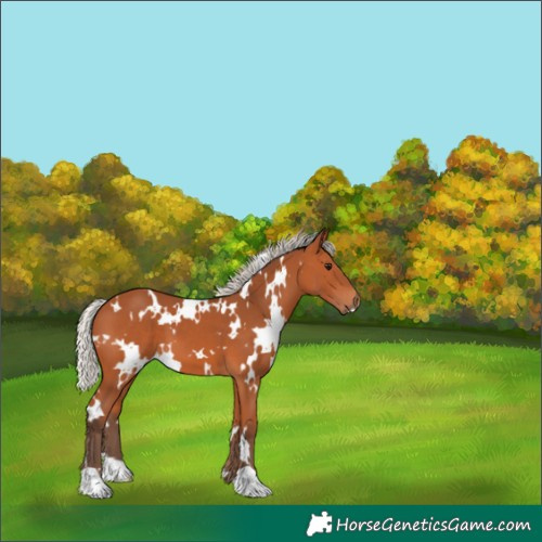 Horse Color:White Spotted Silver Bay 
