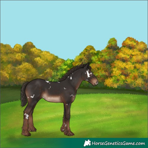 Horse Color:White Spotted Liver Chestnut