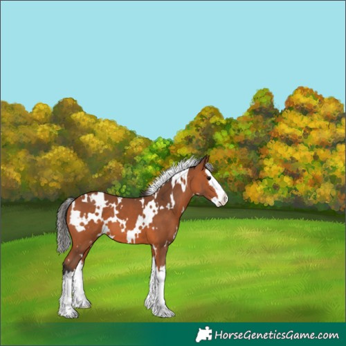 Horse Color:White Spotted Bay Splash 