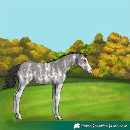 Horse Color:Grullo Sabino 