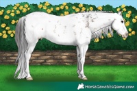 Horse Color:White Spotted Brown Sabino Splash