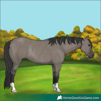 Horse Color:Grullo Rabicano