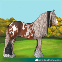 Horse Color:Bay  and Chestnut Blanket 