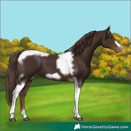 Horse Color:Liver Chestnut Tobiano Frame Varnish