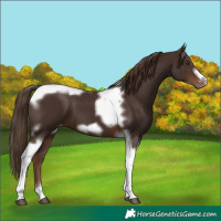 Horse Color:Liver Chestnut Tobiano Frame Varnish 