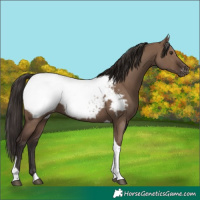 Horse Color:Liver Red Dun Tobiano Snowcap Rabicano 