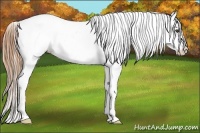 Horse Color:Buckskin Splash Tobiano Fewspot 