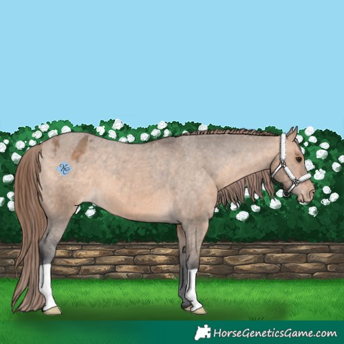 Horse Color:Unknown 