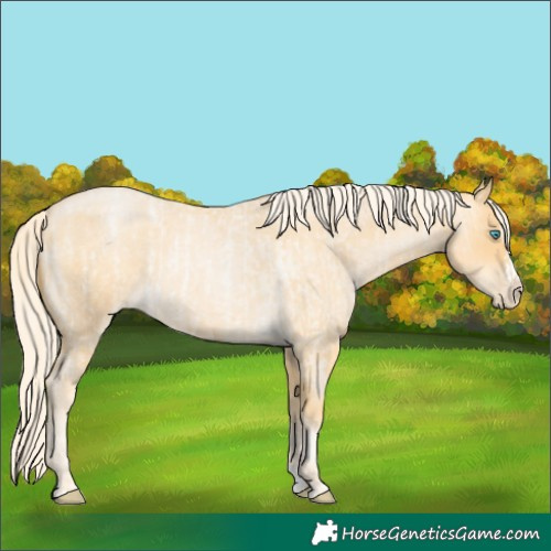 Horse Color:Palomino Roan Pearl and Palomino Roan Pearl Splash