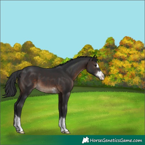 Horse Color:Brown 