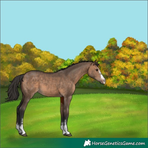 Horse Color:Bay Dun 