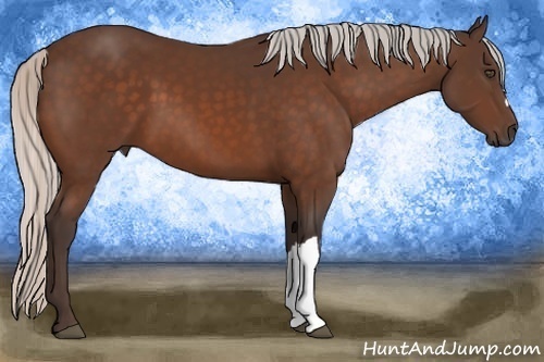 Horse Color:Silver Bay 