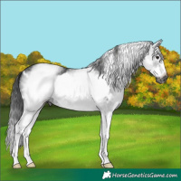 Horse Color:Gray White Spotted Black Frame 