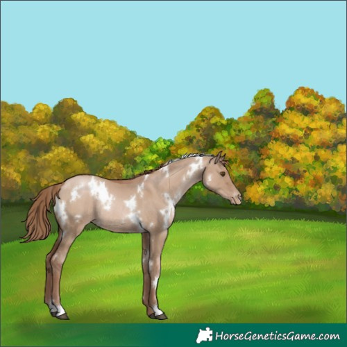Horse Color:White Spotted Grullo Pearl Rabicano 