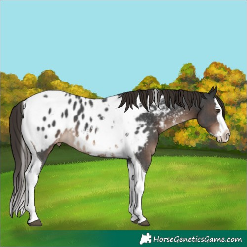Horse Color:Liver Chestnut Sabino Splash Tobiano Appaloosa 