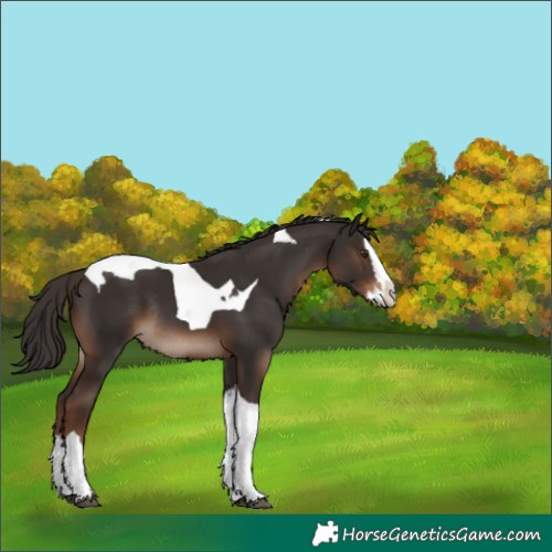 Horse Color:Liver Chestnut Splash Tobiano Rabicano 