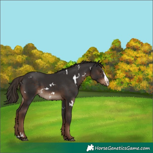 Horse Color:White Spotted Liver Chestnut Splash 