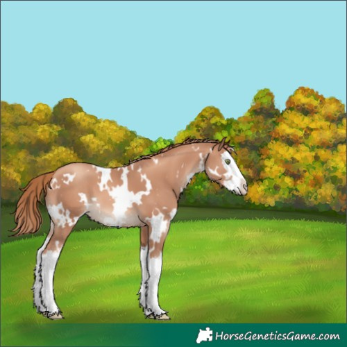 Horse Color:White Spotted Gold Champagne Splash 