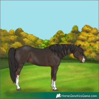 Horse Color:White Spotted Liver Chestnut 