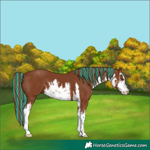 Horse Color:Painted White Spotted Chestnut 