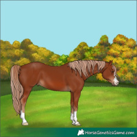 Horse Color:Chestnut 