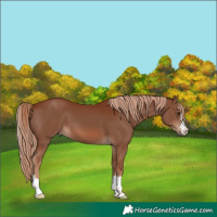 Horse Color:Chestnut 