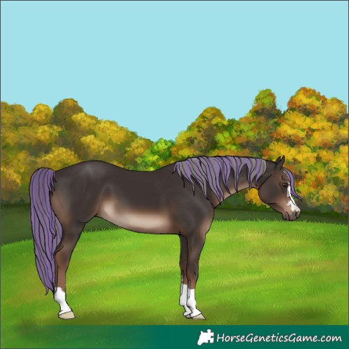 Horse Color:Painted Liver Chestnut Mushroom 