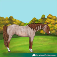 Horse Color:Red Roan 