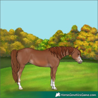 Horse Color:Chestnut 